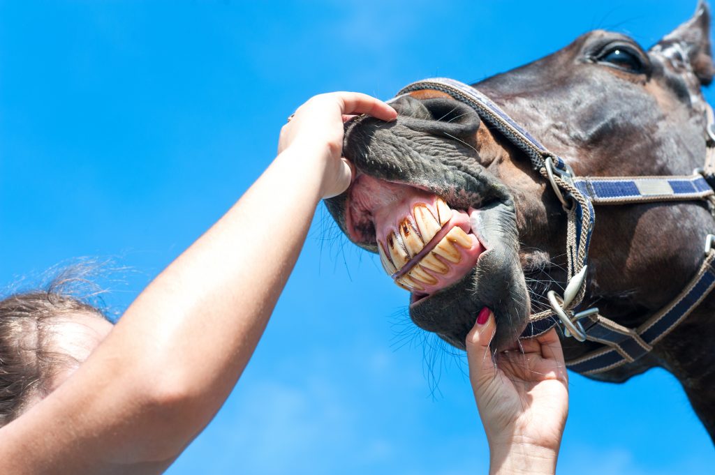 We're not horsing around when we say that you need regular dental check-ups.  See your dentist every six months to make sure little problems don't become horse-sized!  Call Dr. Mark Warner's office today at 707-422-7633 to schedule an appointment.